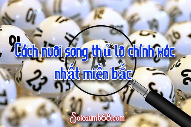 Cách nuôi song thủ lô chính xác nhất miền bắc 